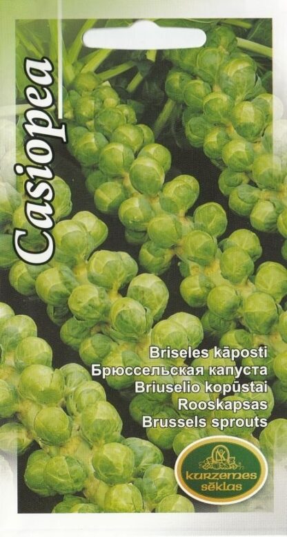 Bruesseli-kapsas-Casiopea-2g
