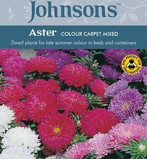 Aedaster-Colour-Carpet-2