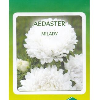 Aster-Milady